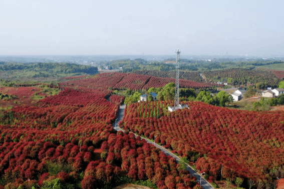 汨罗市:最美四季花海路,穿行青山碧水间