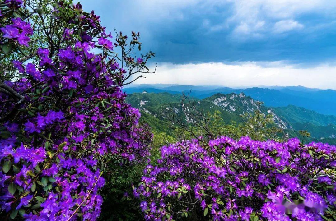 五月尧山丨秀雅杜鹃花似锦