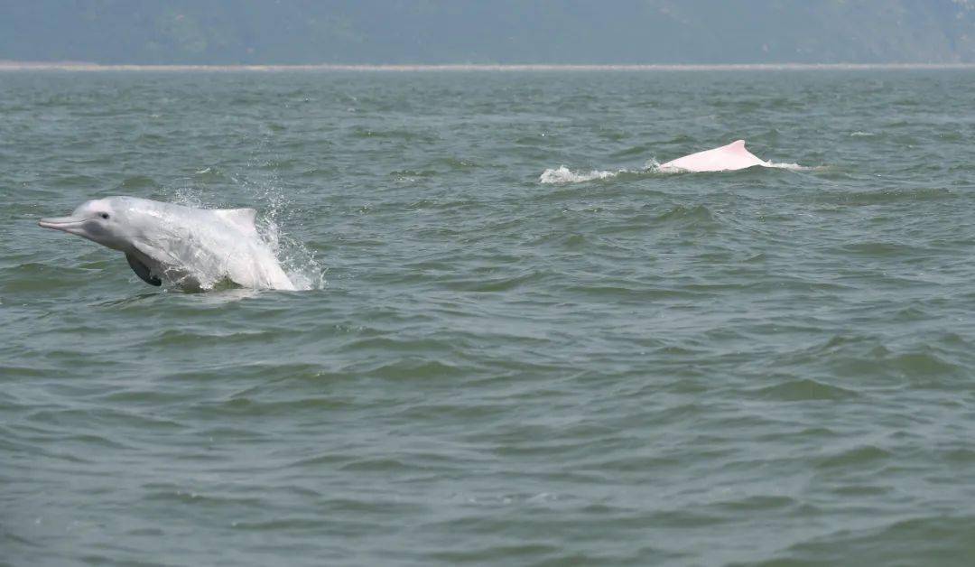 保护中华白海豚 维护海洋生物多样性_江门_宣传日_广东