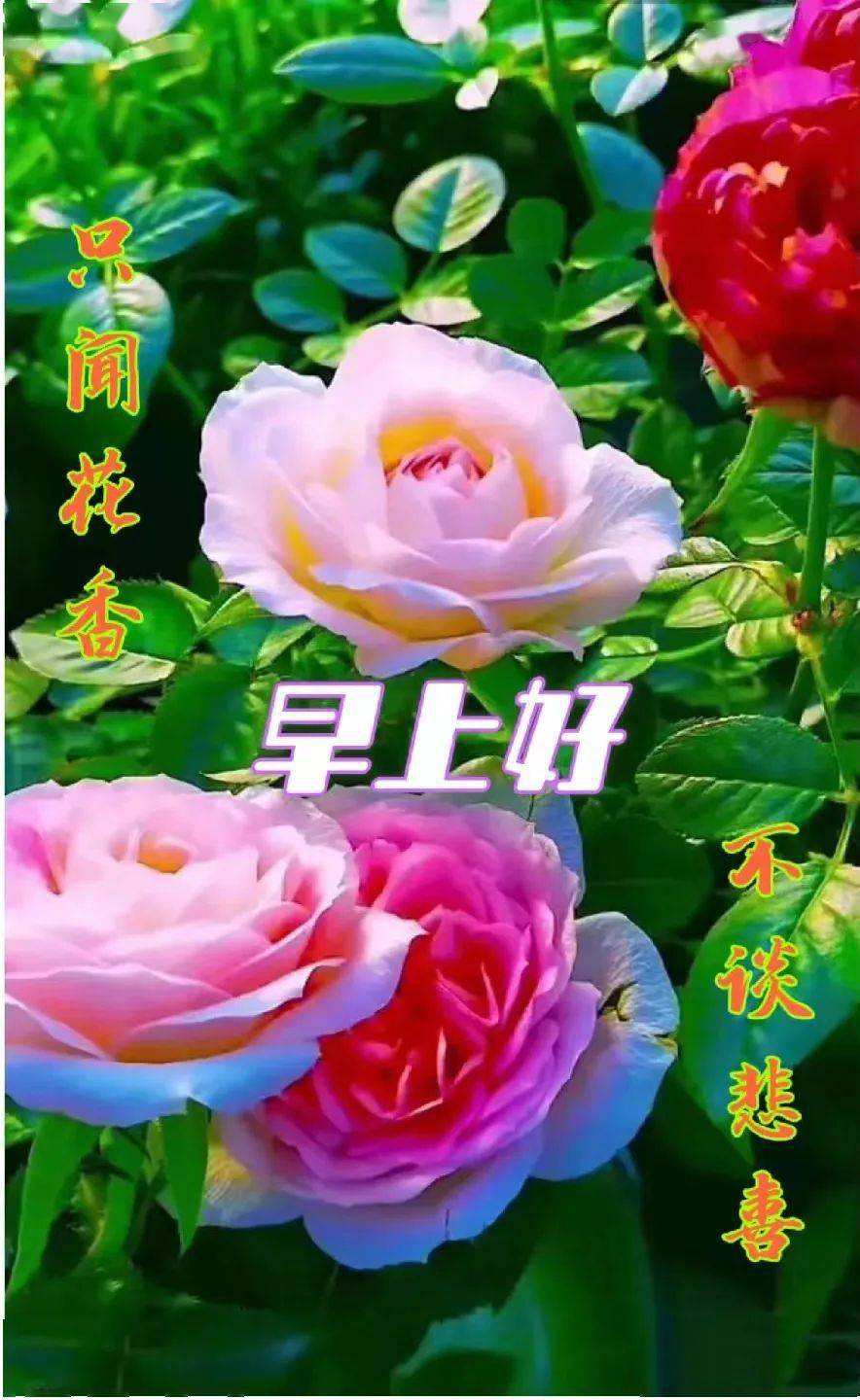 早安馨语:事事如意随心愿,开心快乐每一天!_生活_祝福_坚守