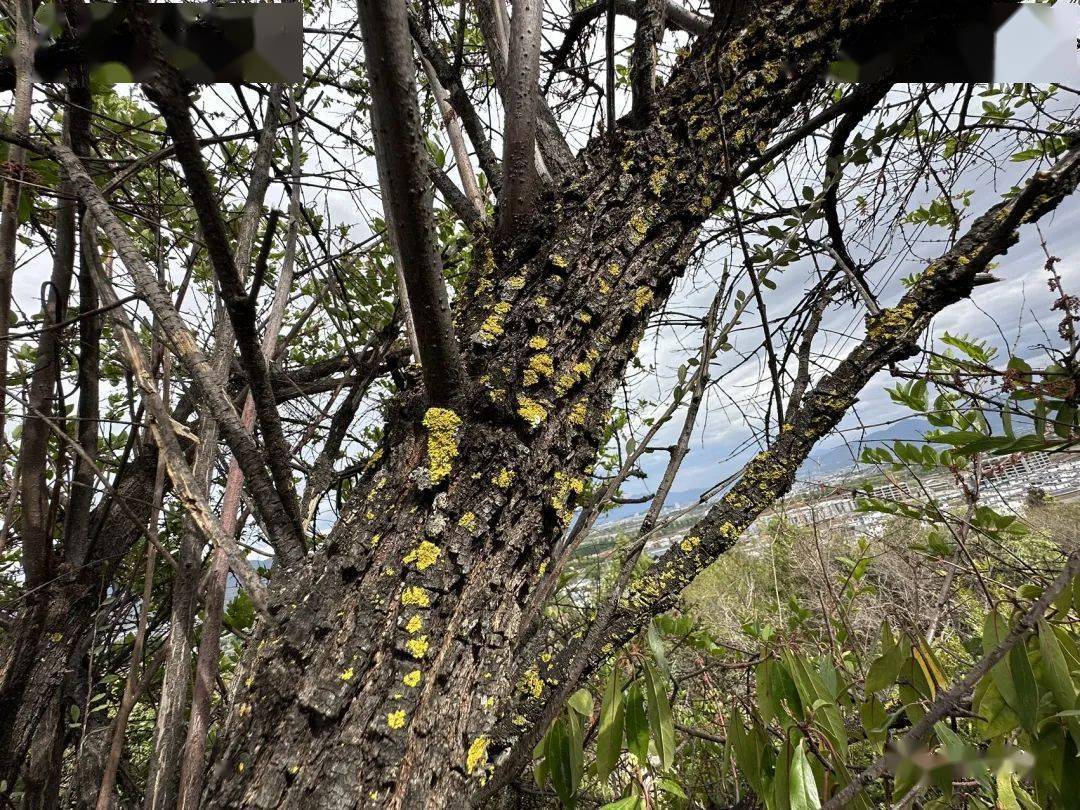 柳叶钝果寄生_植物_马桑_叶子