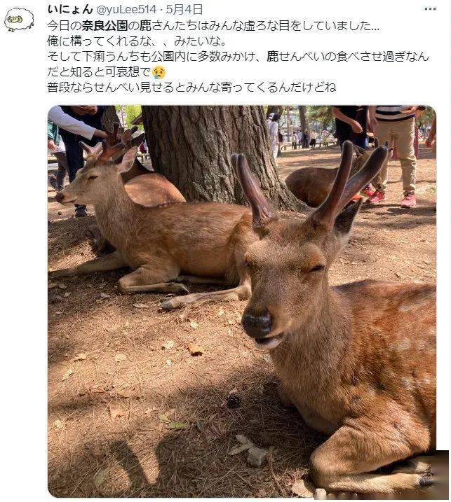 鹿:没眼看在黄金周期间,一张在奈良公园拍摄的照片在推特上引起了话题