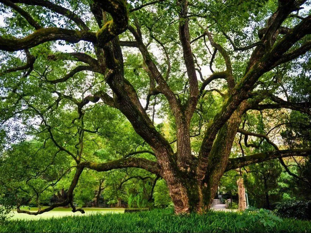 大堂悬挂的各国皇室,政要的老照片景色唯美的湖心亭【湖心亭】,见证过