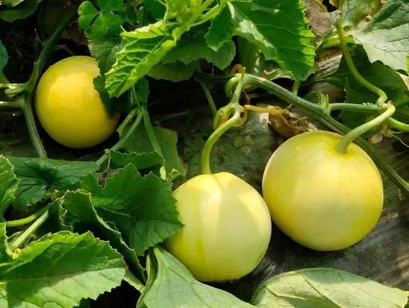 产地食材 ▎小蜜蜂甜瓜,掉进蜜罐般的甜蜜,爽口不齁喉～_生活_艺术_小