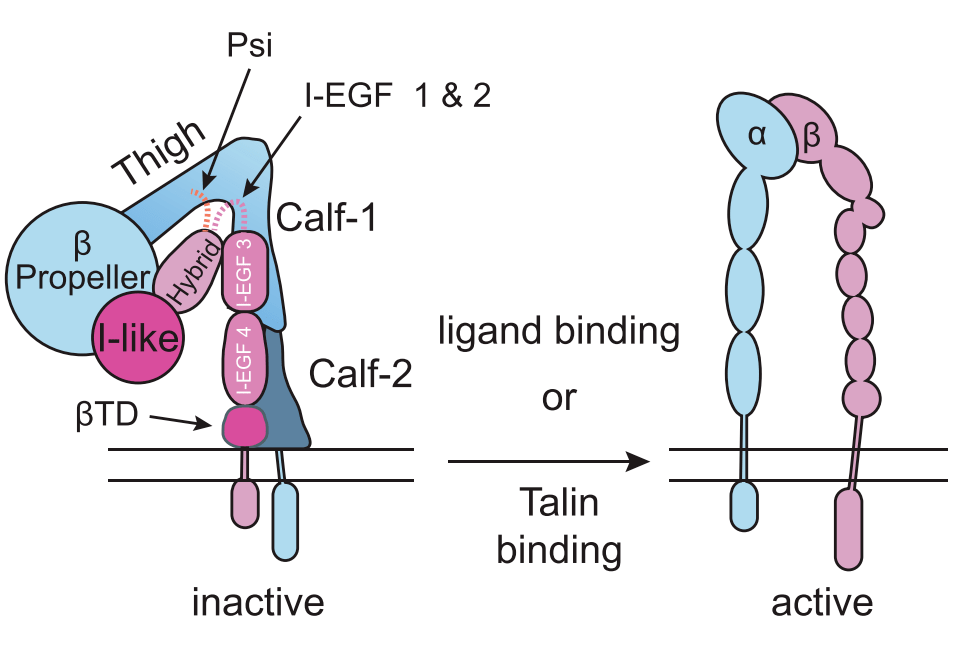 具有两对iii型纤维连接蛋白样重复序列,并连接到半桥粒的角蛋白
