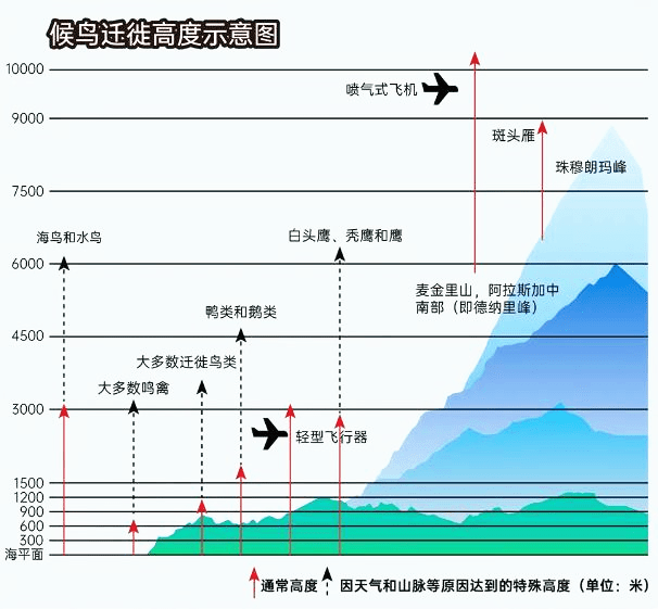 候鸟迁徙路线全球图片