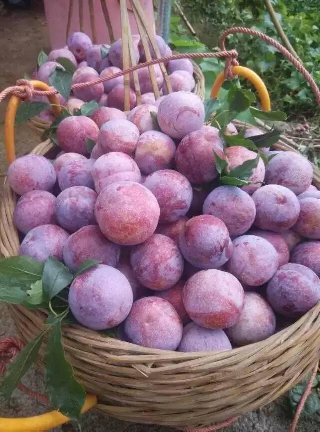 信宜钱排银妃三华李大量上市了,你今天吃了吗?_生产_色泽_果实