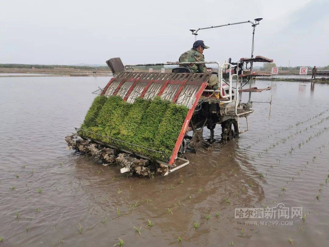提效12%还省钱丨阿城农场高速插秧机靠导航提产量_种植_管理_标准化