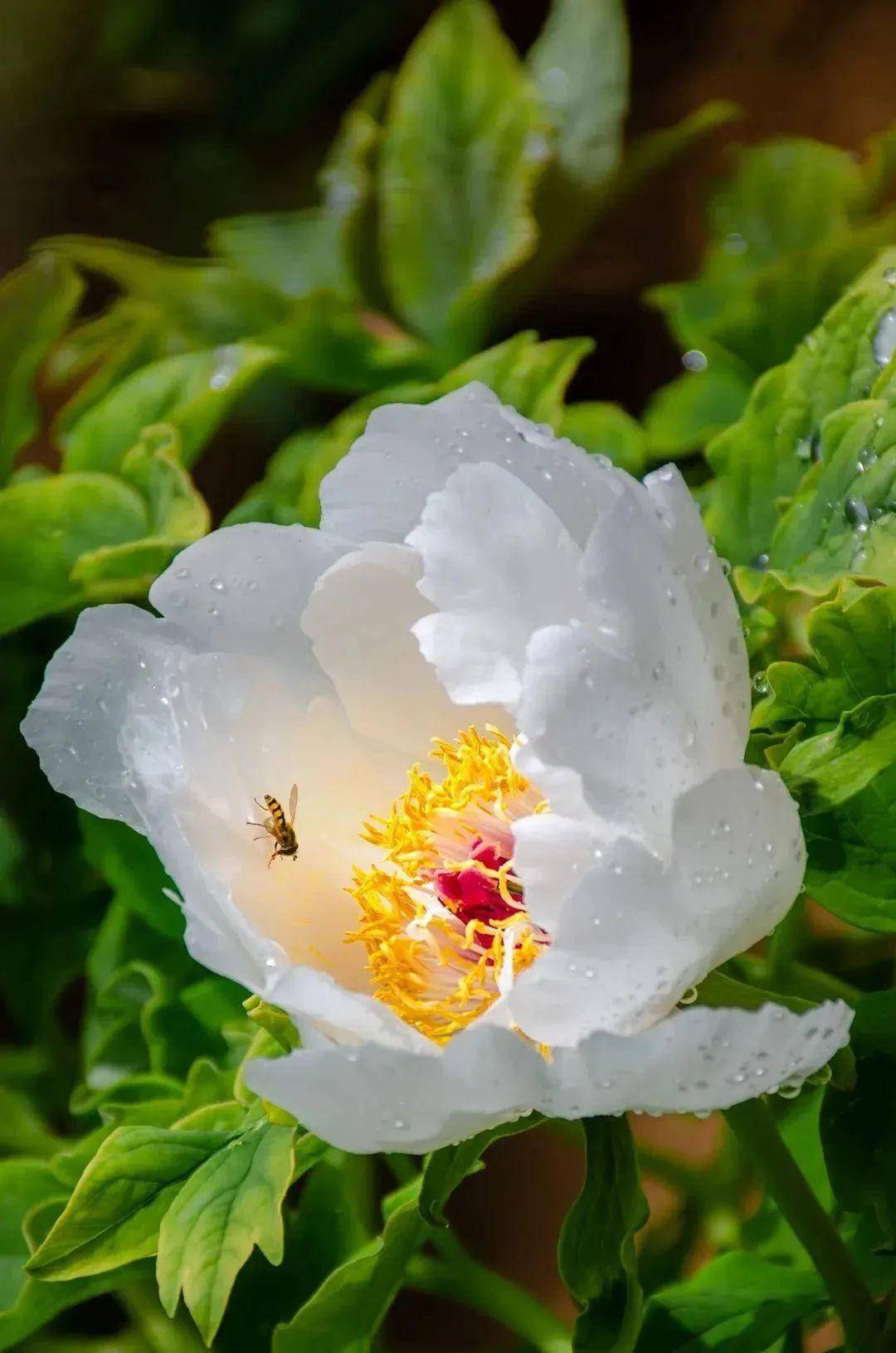 秦皇岛万株牡丹进入盛花期,这些地方可赏!_人民公园_品种_郑丽