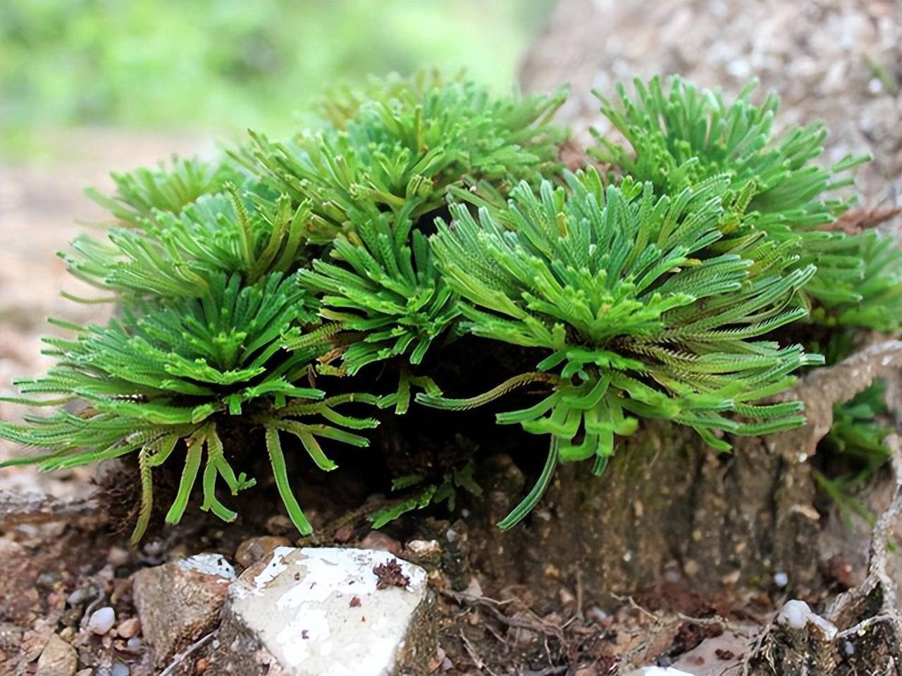 山上野生植物图片大全图片