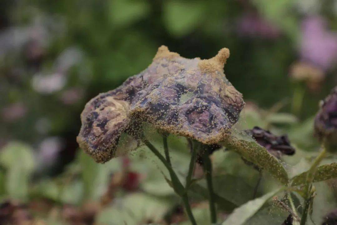 養月季紅蜘蛛肯定榜上有名!防治方案分享_葉片_階段_危害