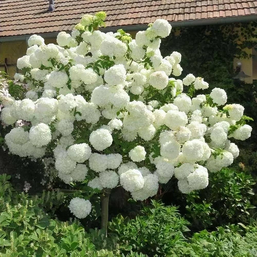 中国 算木花入　f2250224 中华木绣球」中华木绣球图片_3cm价格表_中华木绣球最新价格_基地
