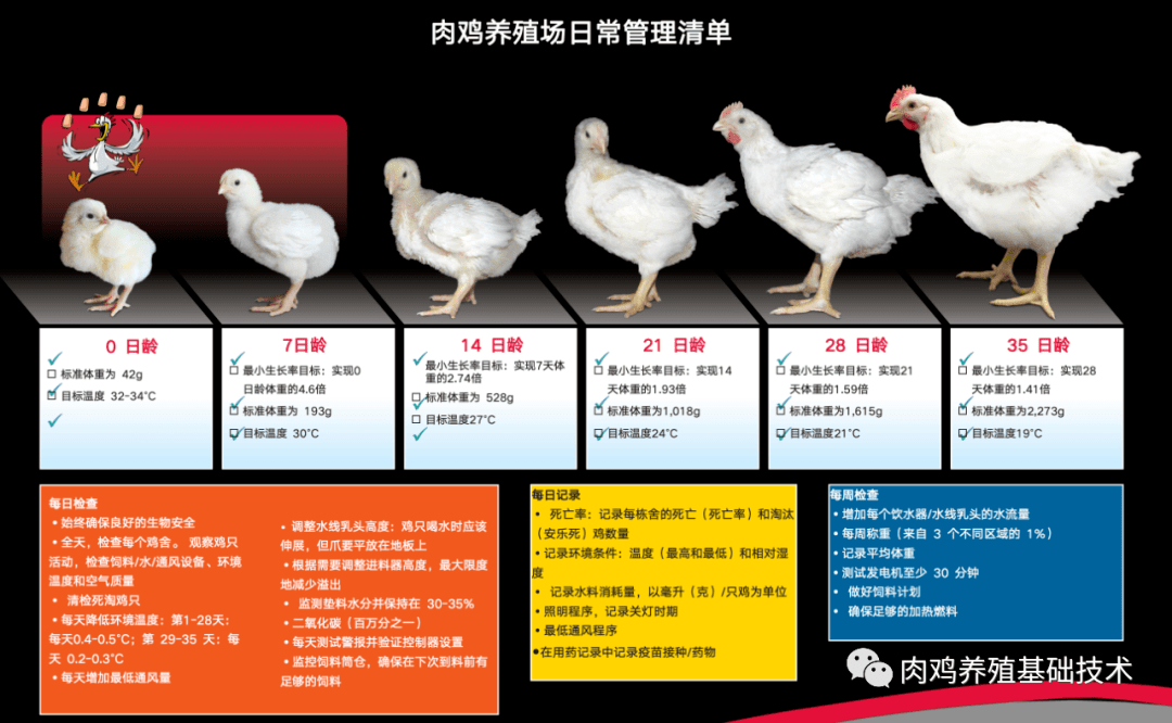 四维堂养殖:肉鸡各个周龄的饲养管理要点(肉鸡养殖基础技术)_免疫_抗体_消毒