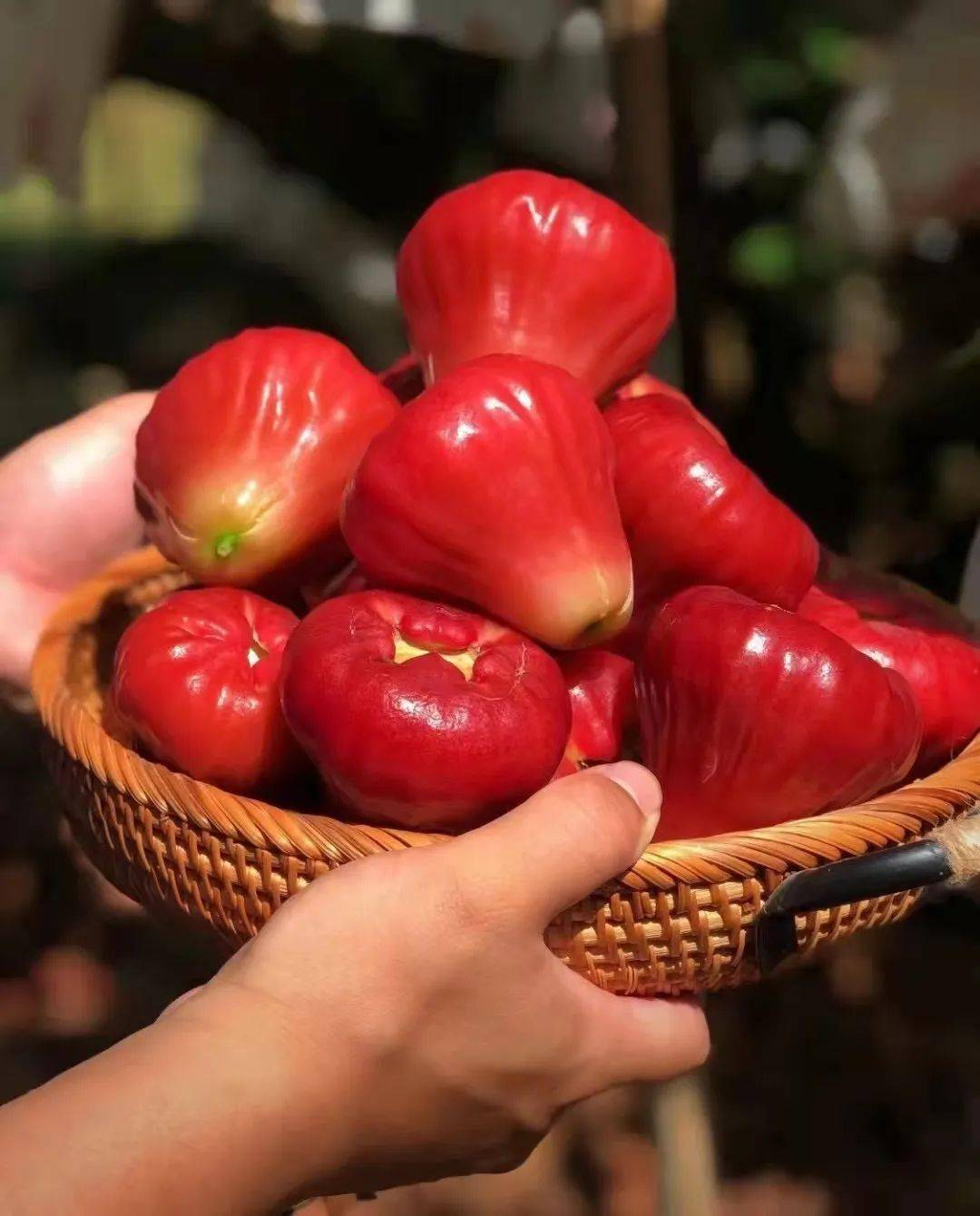 【海南黑金刚莲雾】89元5斤大果!颗颗饱满深红,口感鲜甜脆爽!