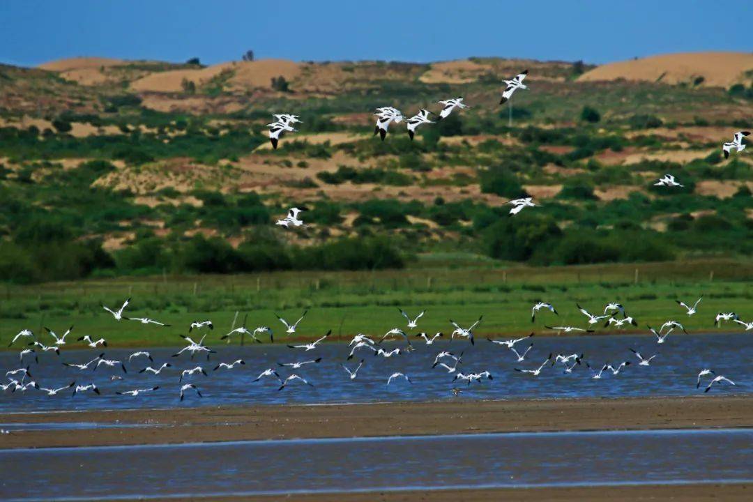 暖城之邀 | 这个夏天,相约可爱鄂托克!_草原_全国_羊绒