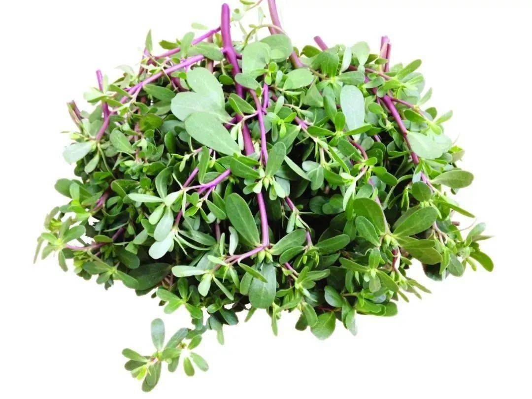 黄花黑籽蕴,赤茎白须生.