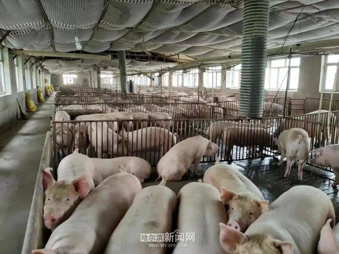 哈尔滨市已完成3家国家级生猪屠宰标准化建设示范企业创建工作_行业_发展_风险
