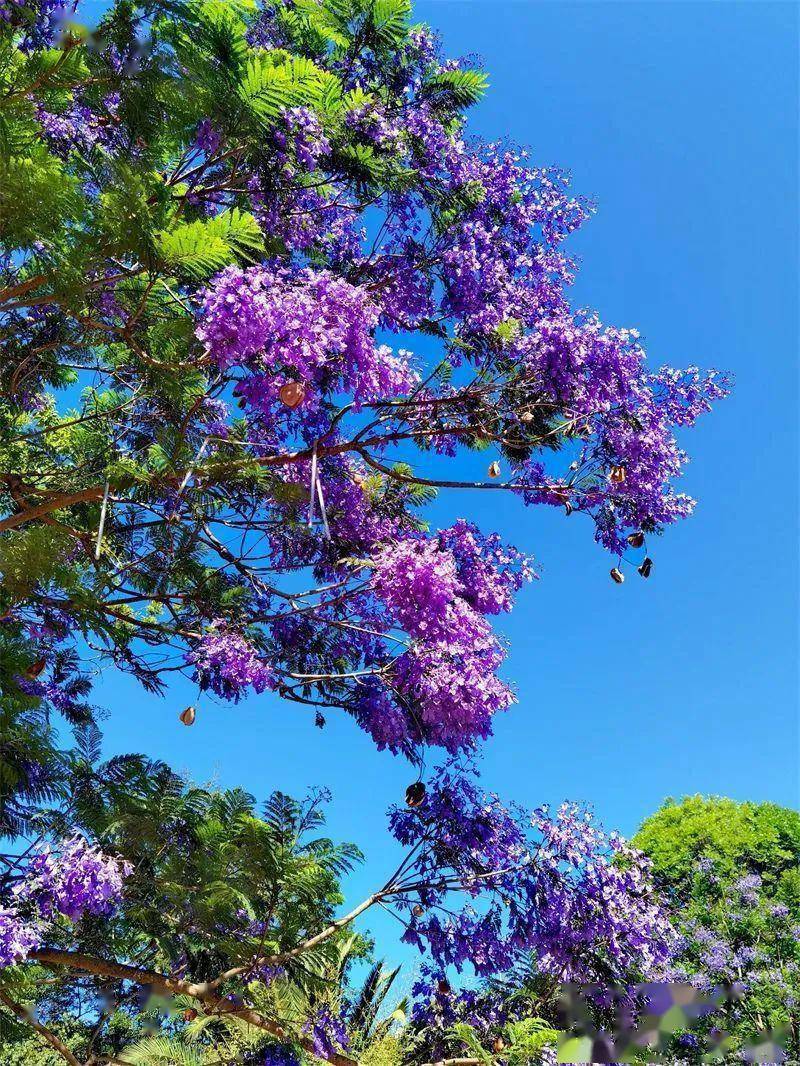 双柏：蓝花楹开了，快来邂逅这初夏浪漫！_手机搜狐网