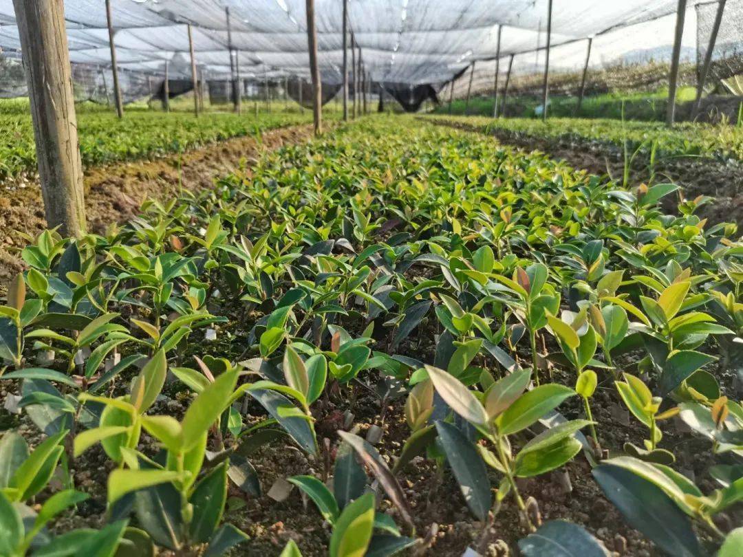 采穗圃基地450亩,科普示范基地300亩,新认定本地油茶良种叙农1号,2号