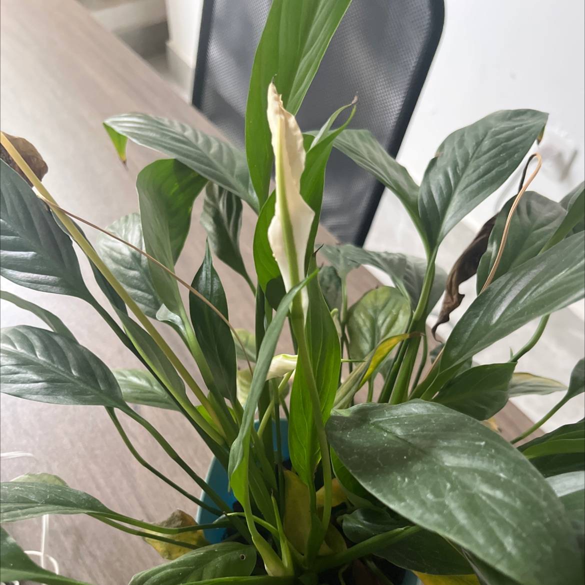45岁慈禧头晕恶心,太医们都说没病,薛福辰搭脉后吓出冷汗:喜脉_闻尘_偶记_淤血