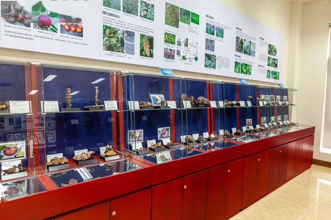 森林树种展区   北京林业大学博物馆植物展室(左右滑动查看)>>>鱼类展