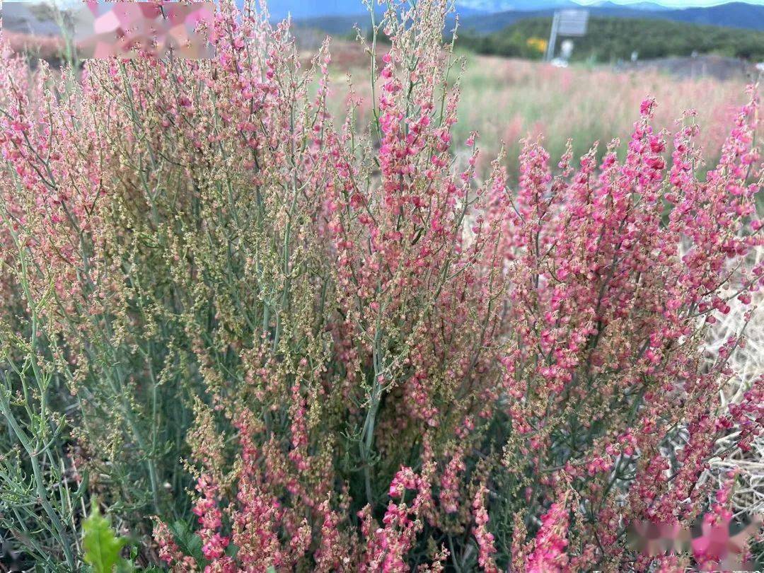 蓼科酸模属5,戟叶酸模rumex hastatus爵床科假杜鹃属4,假杜鹃barleria