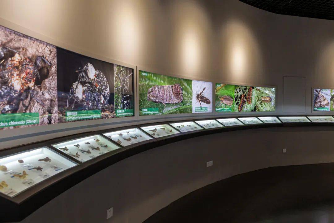 博物馆哺乳动物展厅基本陈列展厅03/museums海南长臂猿为国家一级保护