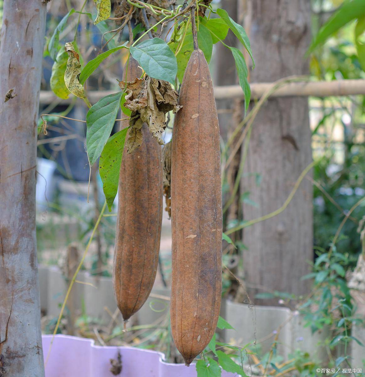 早期肺腺癌病理阅片基础与形态比喻_肺泡_结构_丝瓜