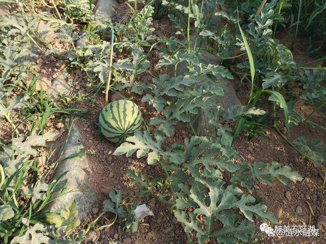 「关注」夏日炎炎,有你超甜——涟农优品美都西瓜上市啦!
