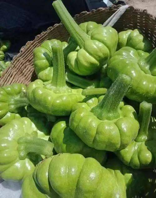 产地食材 ▎新鲜采摘的云南姜柄瓜,可脆嫩可面甜,风味独特