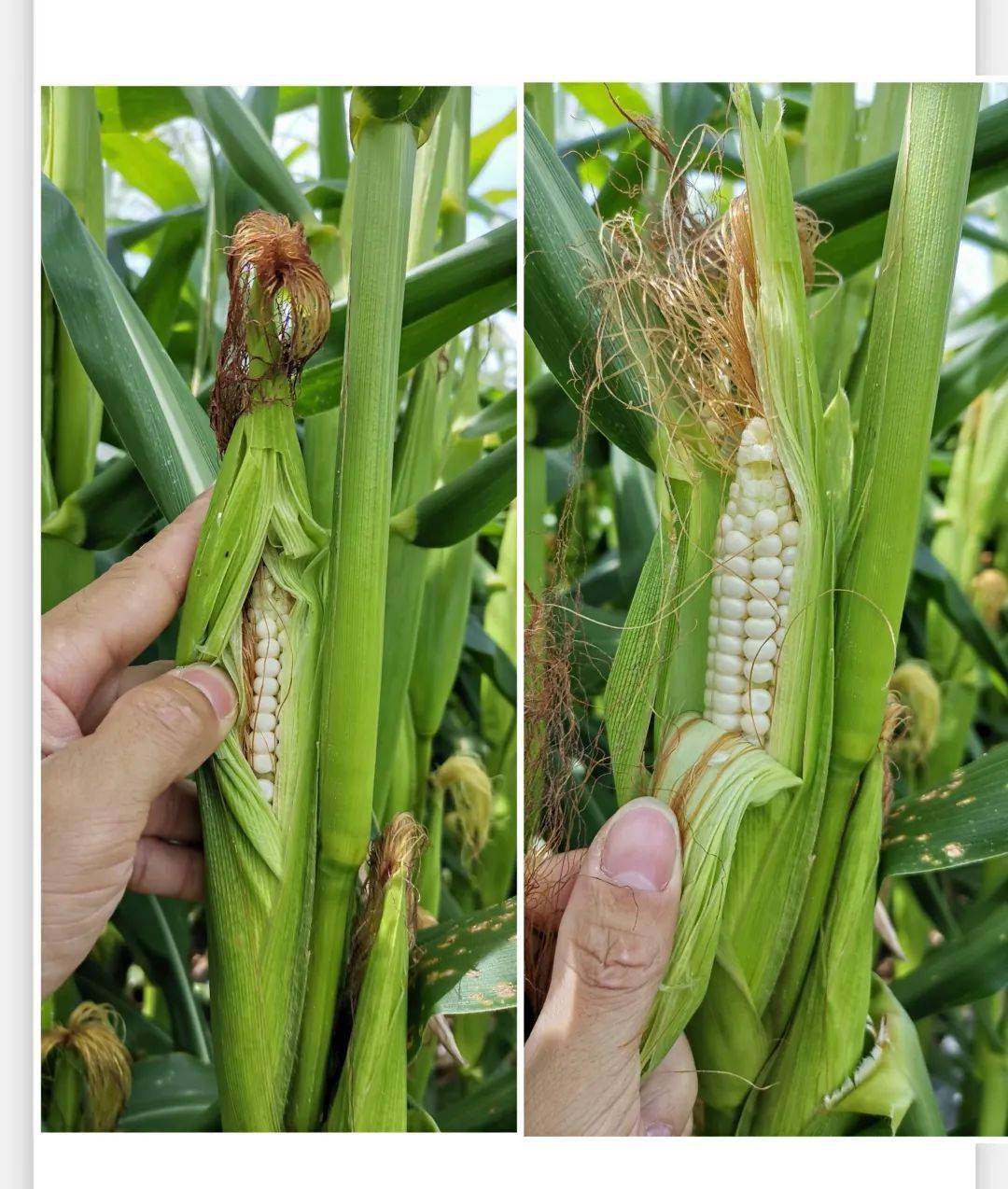 【云南拇指玉米】19.9元500g一袋拇指小玉米!甜甜糯糯太好吃啦!小玉米