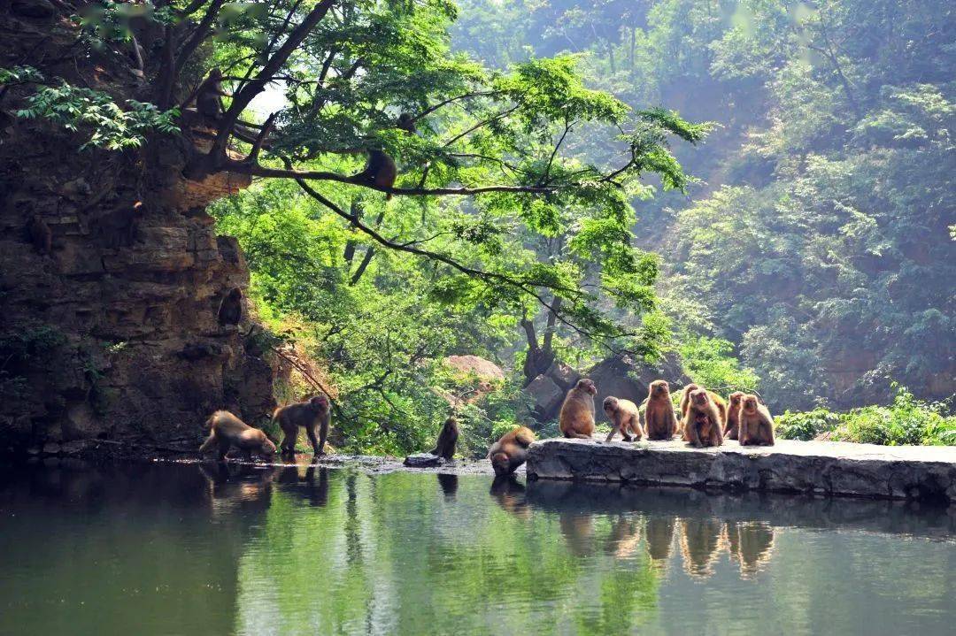 中国猴山·五龙口优惠政策:5月19日当天可免门票入园王屋山济源一起去