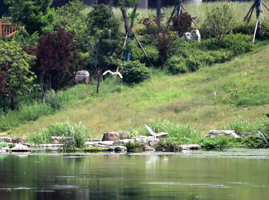 郑州潮湖郊野公园漫步_烧烤_宁静_万物