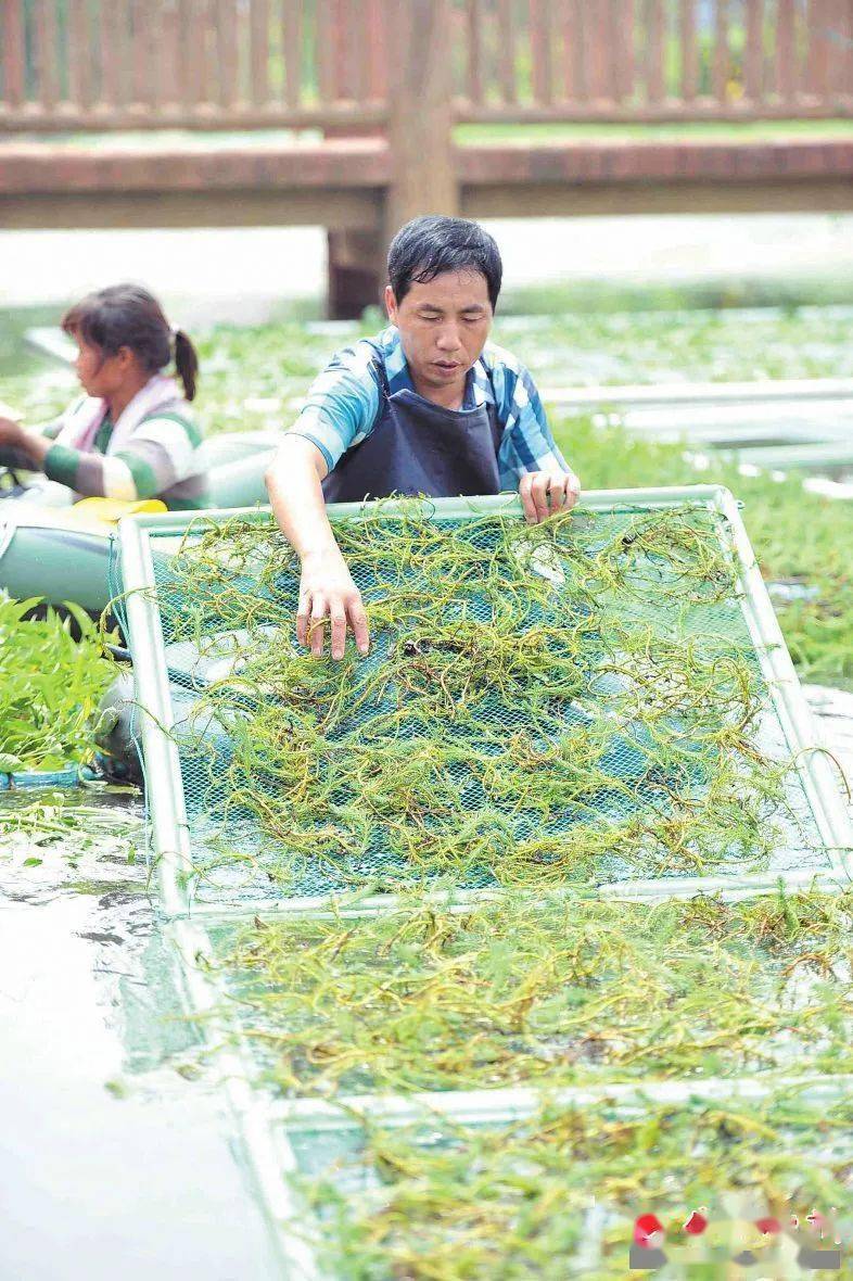 水上种菜技术图片