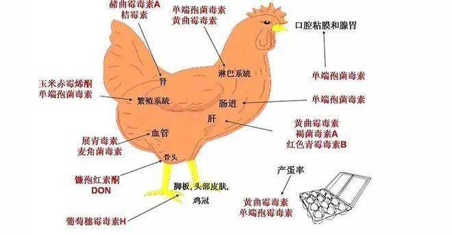 鸡的霉菌毒素解剖图片图片