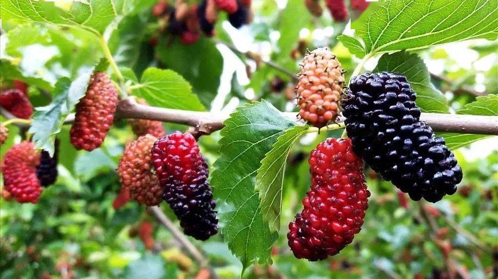 桑梓之地 夏津"椹"好 | 第十六届中国61夏津黄河故道椹果生态文化节