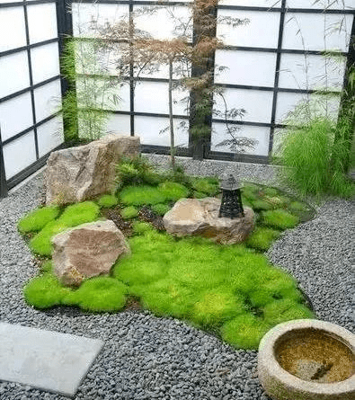 苔藓_进行_世界