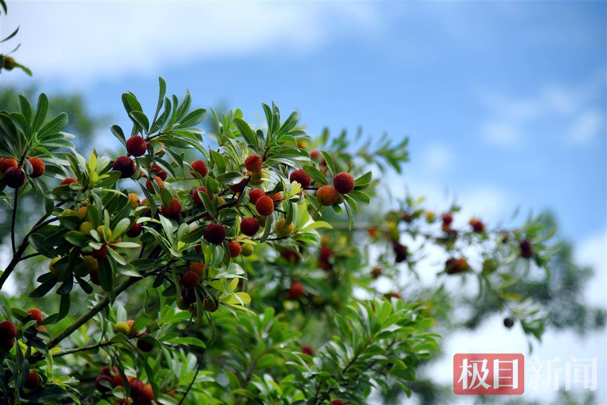 梅林的命运