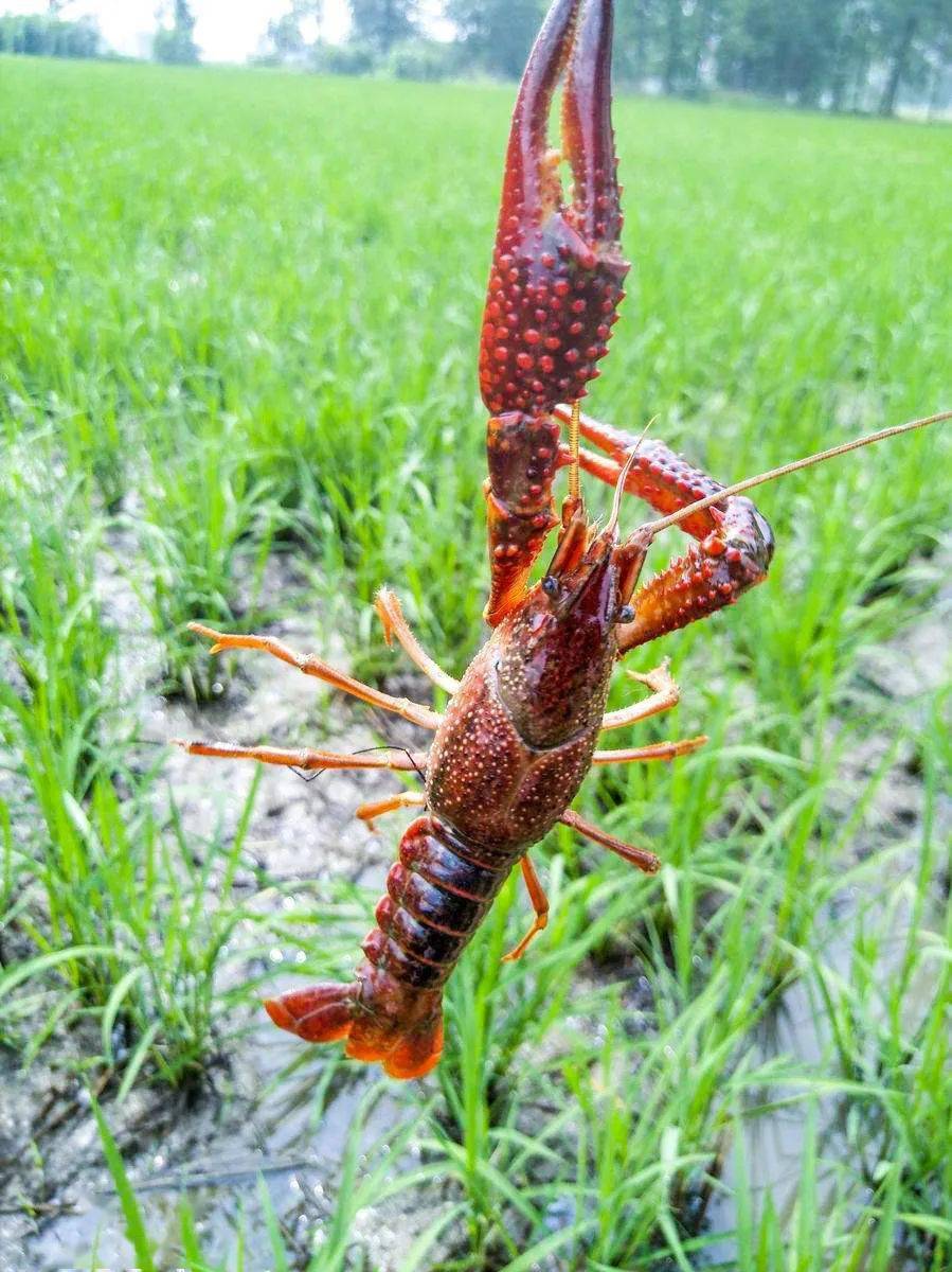 68元3斤稻田龙虾!