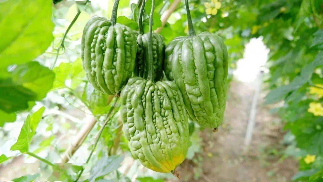 农业君带你解锁"吃瓜新姿势"_苦瓜_大顶_谭边村