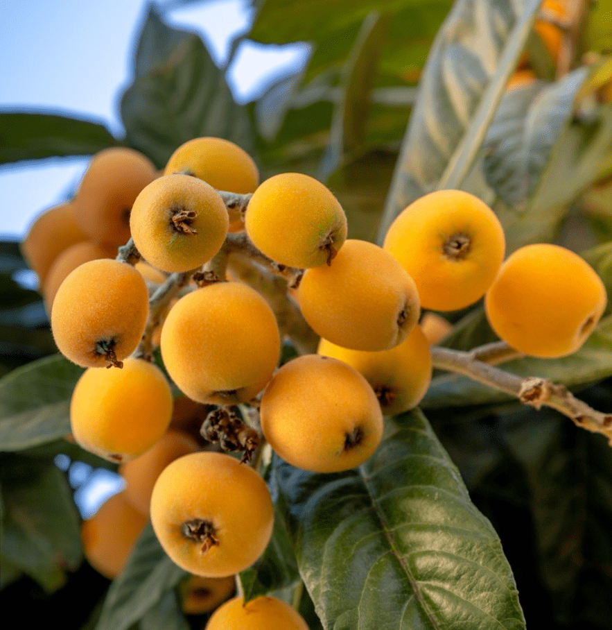 夏正浅,枇杷甜_枝叶_江南_塘栖