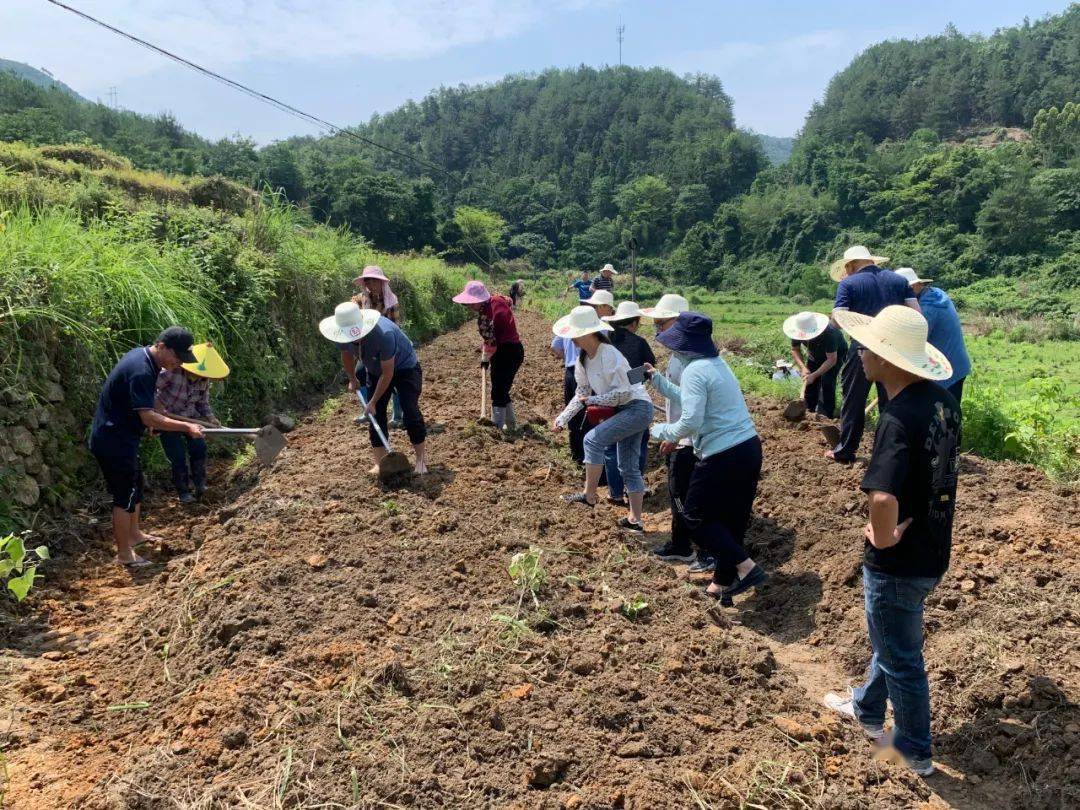 龙岩市市场监管局赴上杭县临城镇开展 "我在乡间有亩田"党员志愿活动