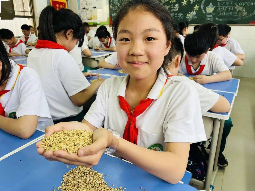 【校园动态】市昆吾小学开展纪念袁隆平院士主题实践活动_水稻_稻田