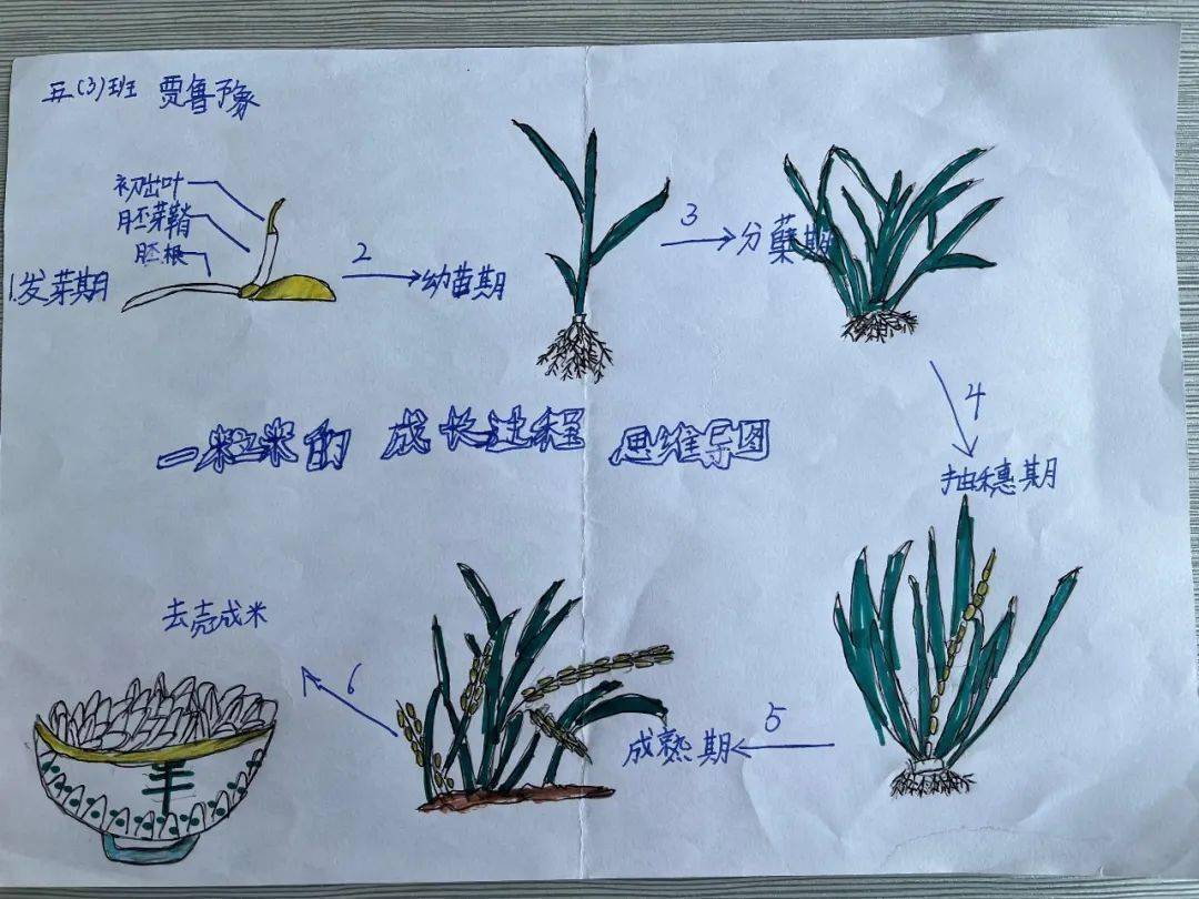水稻种植过程手抄报图片