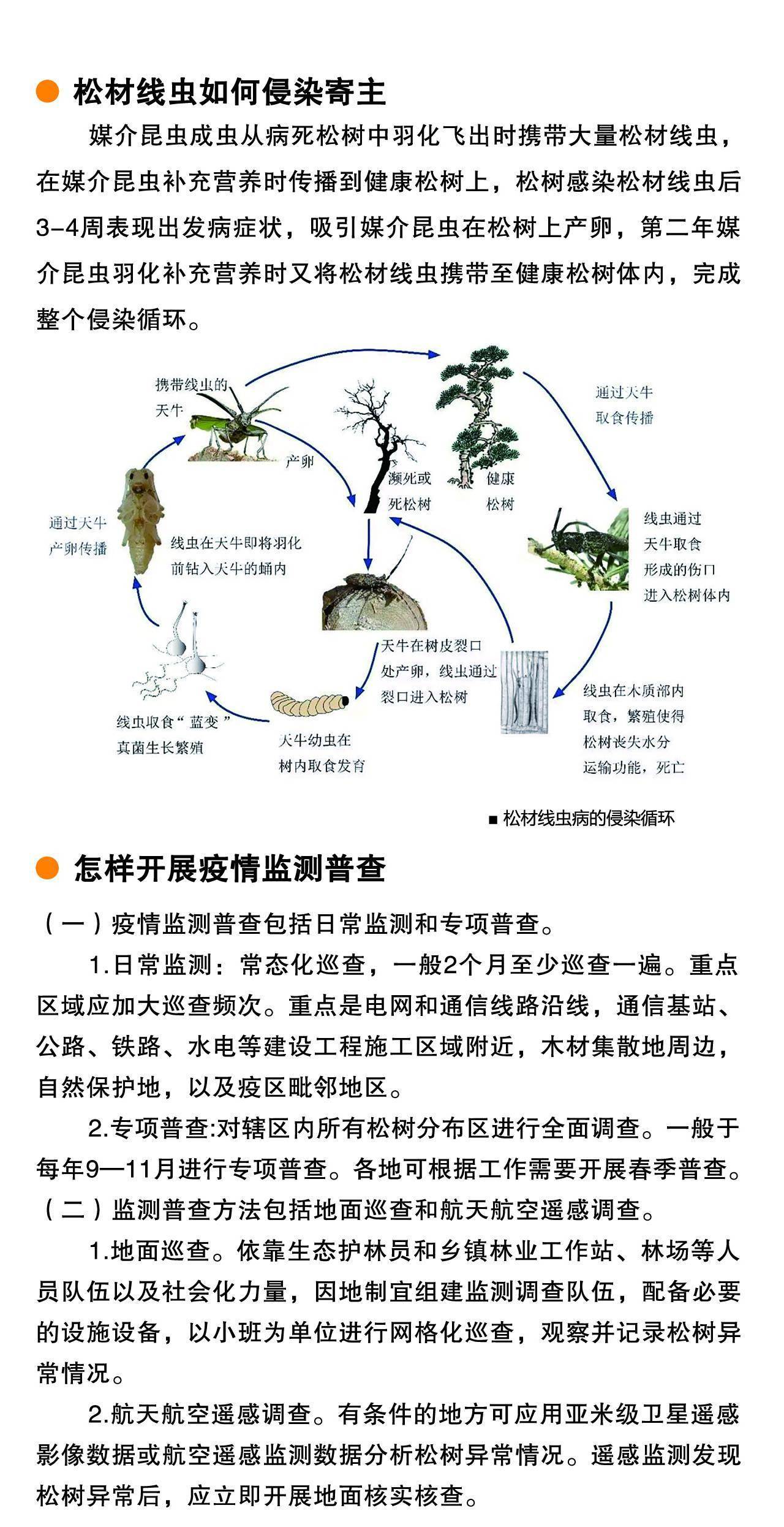 "5.25"林业植物检疫检查宣传 |03松材线虫病疫情知识