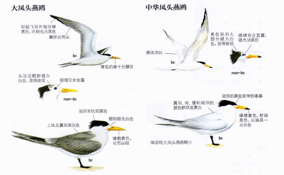 海燕和海鸥的区别图片