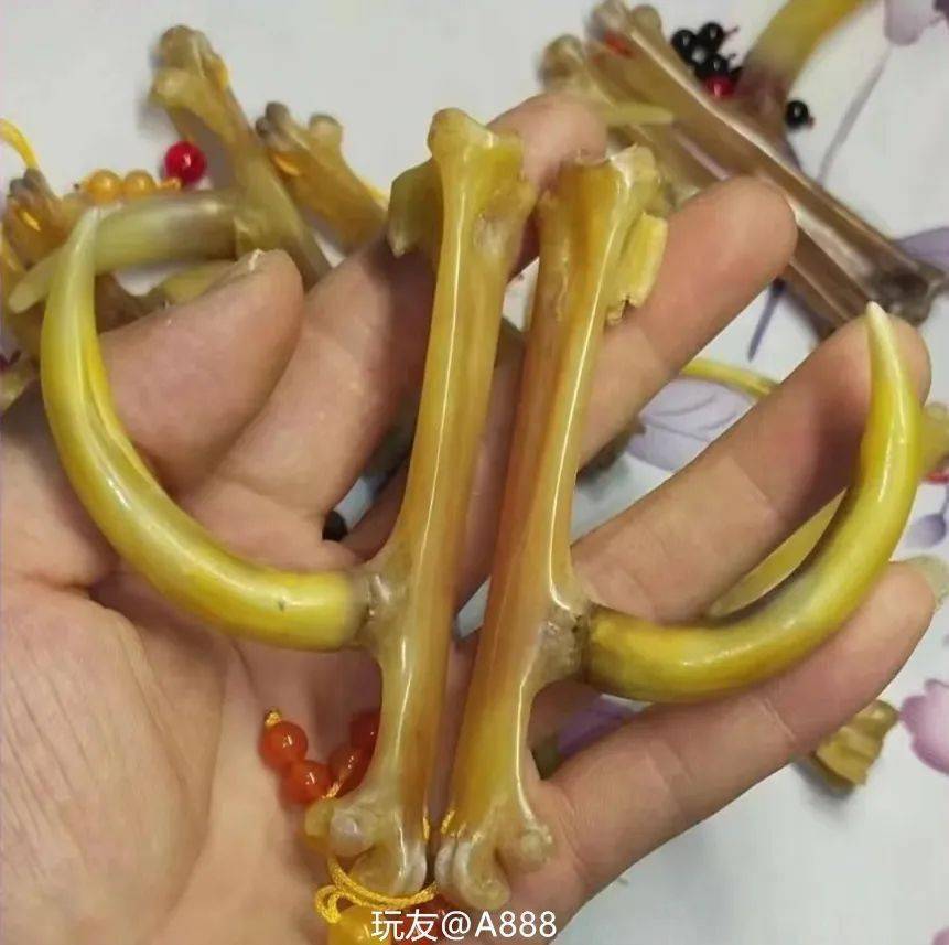 其实这还真是鸡天生的部位,在鸡爪子上,学名应该叫鸡距,俗称鸡蹬子.