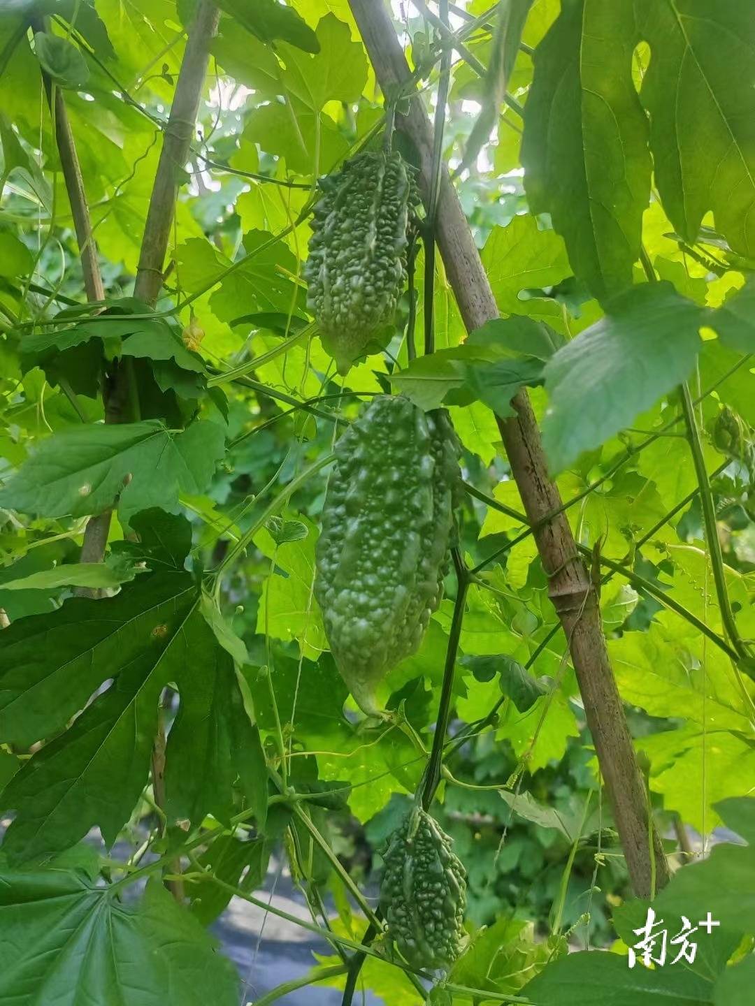 提質增產,信宜貴子