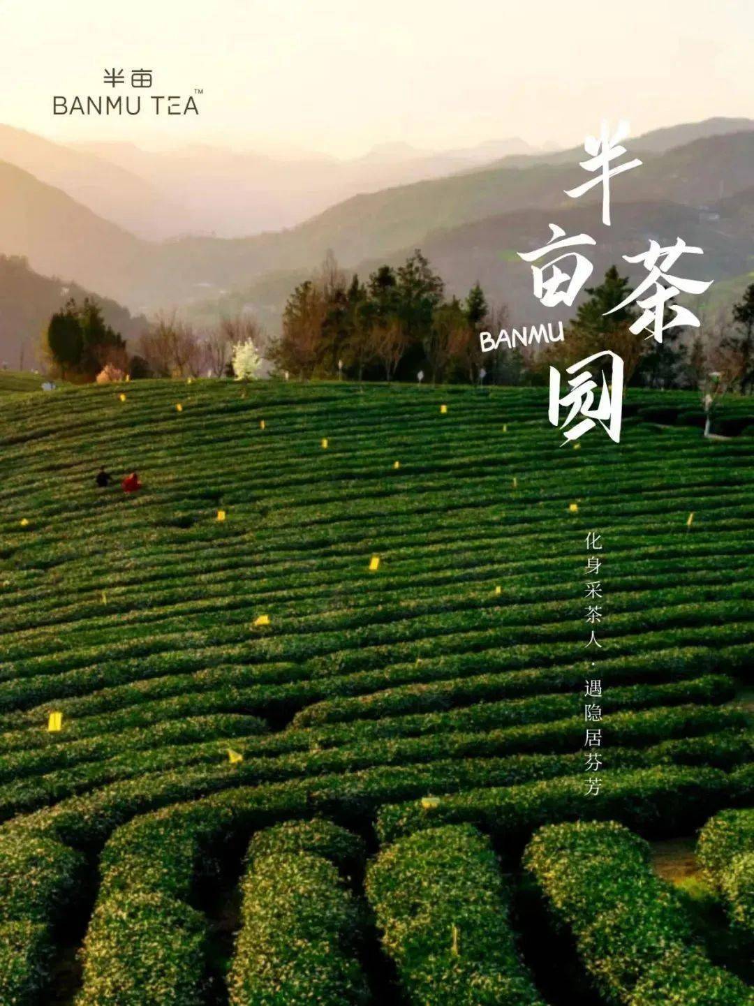 半畝茶園位於安康市紫陽縣向陽鎮地處中國南北地理和氣候分界線有北方