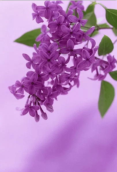 紫色含笑树图片